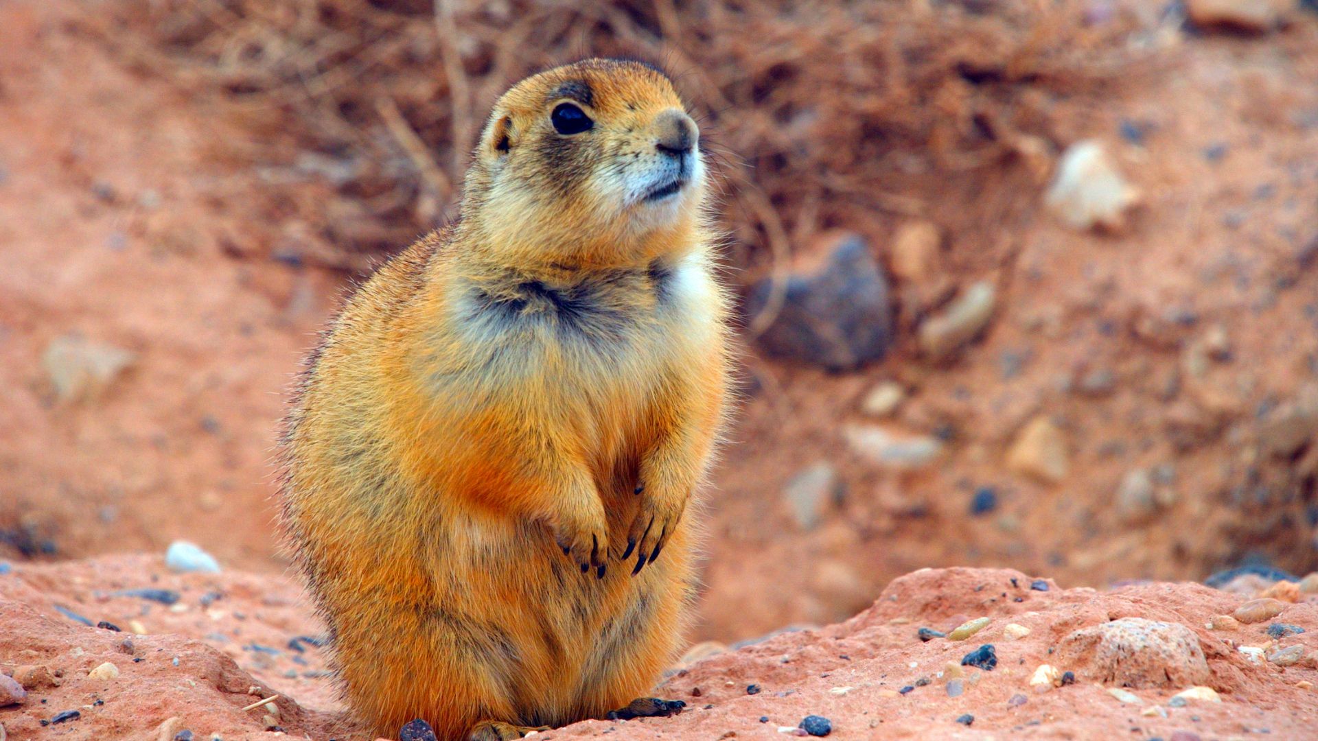 Utah prairie dog in Bryce canyon national park